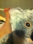 A poor mobile photo - with my 'pet' koala in the foreground - but it does show a scrubbed and much improved looking left foot!